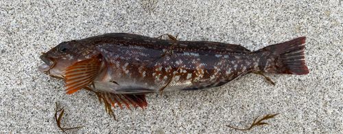 アイナメの釣果