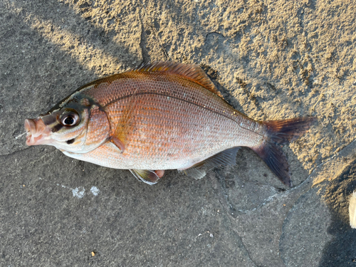 ウミタナゴの釣果