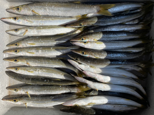 カマスの釣果