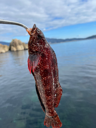 アイナメの釣果