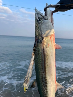 サゴシの釣果