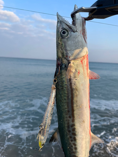 サゴシの釣果