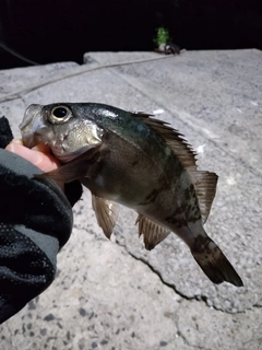 クロメバルの釣果