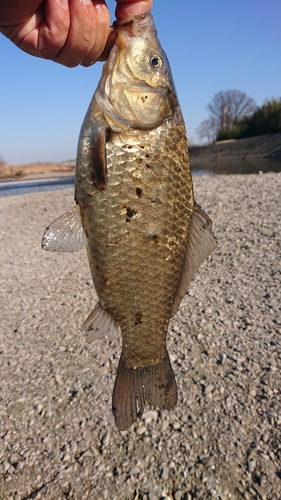 ヘラブナの釣果