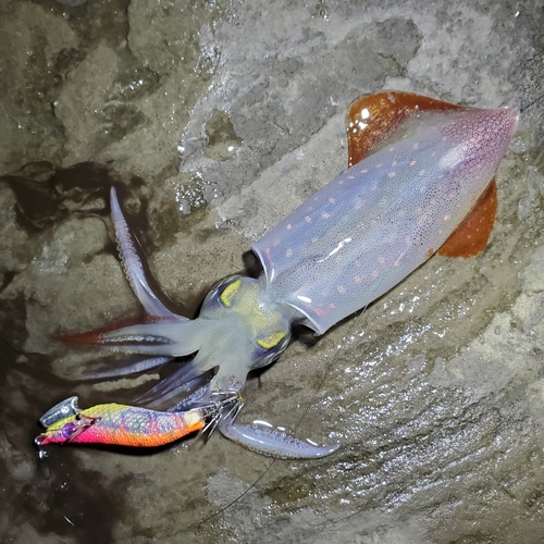 ケンサキイカの釣果