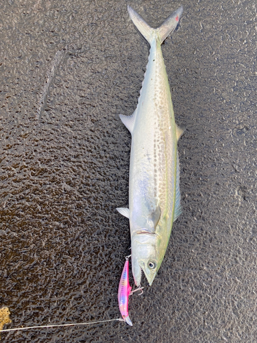 サゴシの釣果