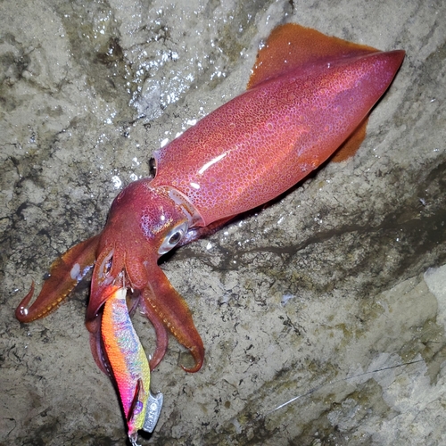 ケンサキイカの釣果