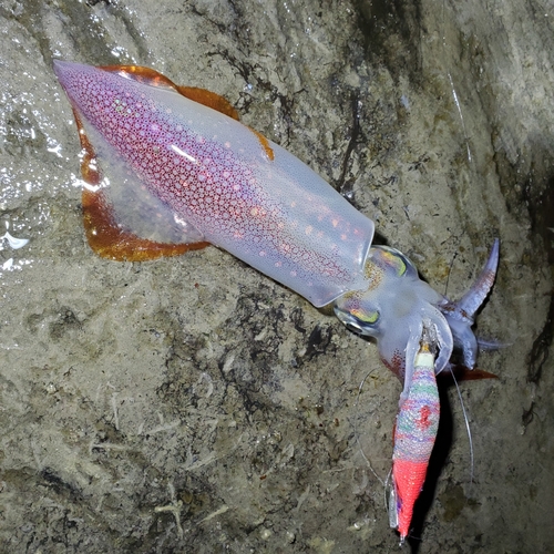 ケンサキイカの釣果