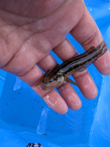 マハゼの釣果