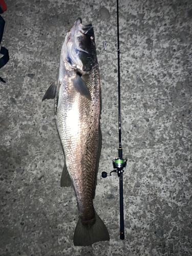 オオニベの釣果