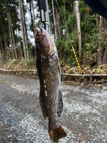 アイナメの釣果