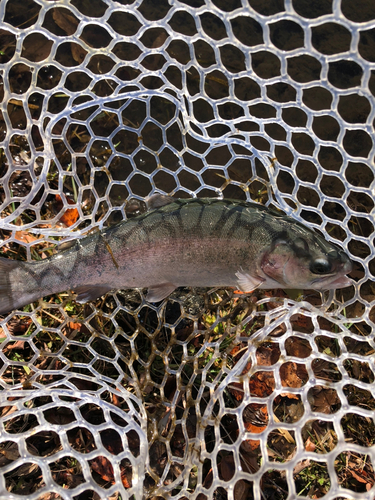 ニジマスの釣果