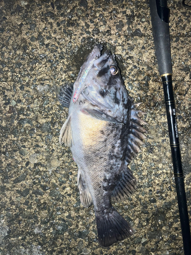 クロソイの釣果