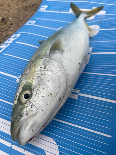 イナダの釣果