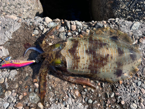 アオリイカの釣果