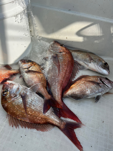 マダイの釣果