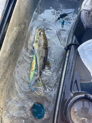 シロサバフグの釣果