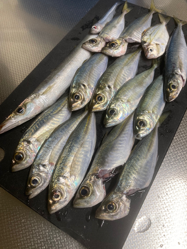 アジの釣果