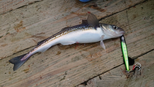 スケトウダラの釣果