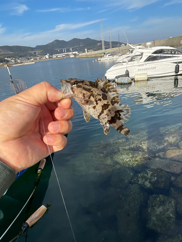 タケノコメバルの釣果