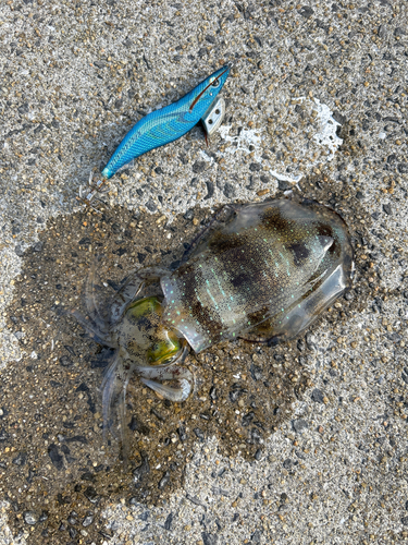 アオリイカの釣果