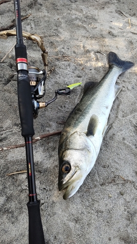 釣果