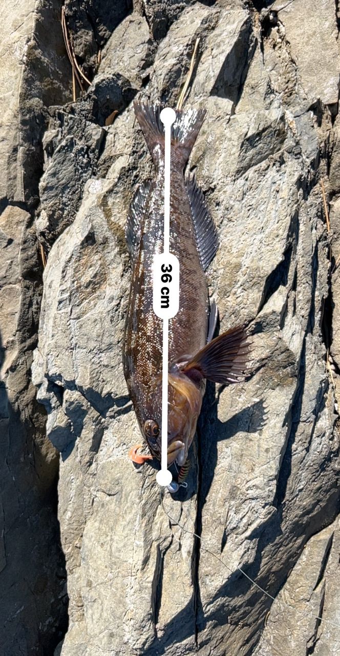 アイナメ