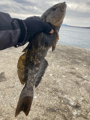 アイナメの釣果