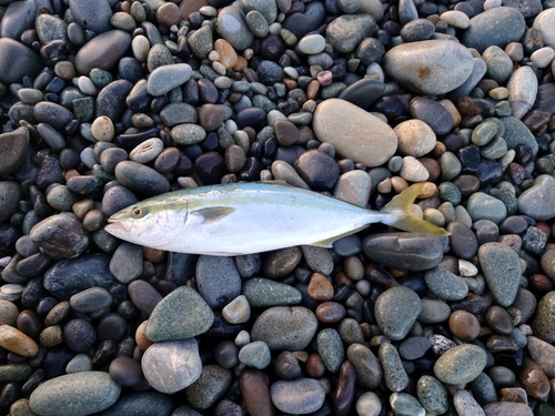 イナダの釣果