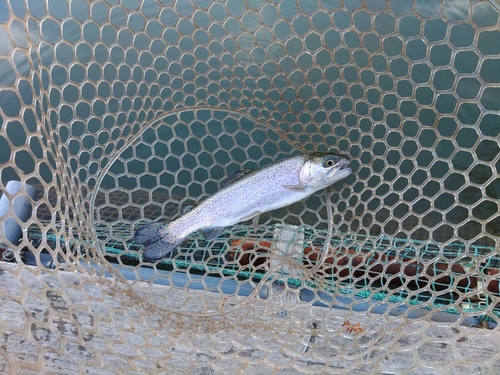 ニジマスの釣果