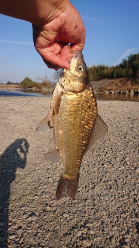 ヘラブナの釣果