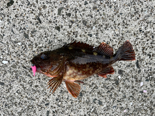 カサゴの釣果