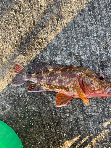 カサゴの釣果