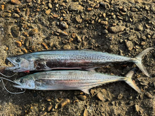 サゴシの釣果