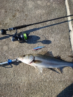 シーバスの釣果