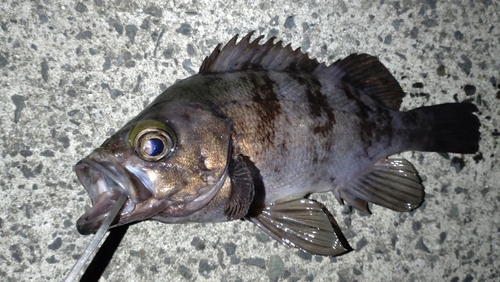 シロメバルの釣果