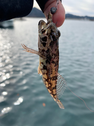 アナハゼの釣果