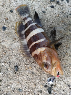 アオハタの釣果