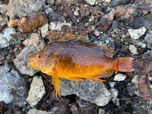 オキゴンベの釣果