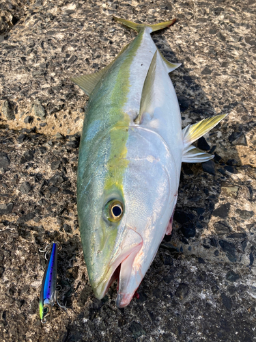 ブリの釣果