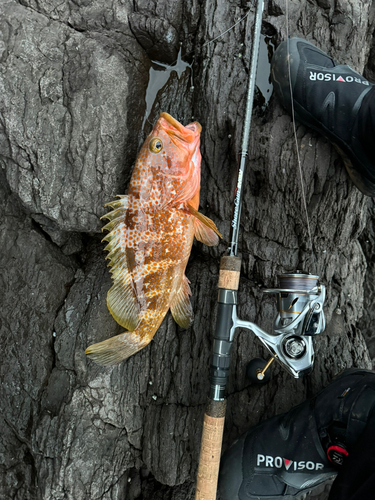 アコウの釣果