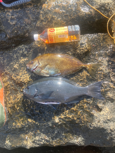 クチブトグレの釣果