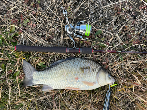 フナの釣果