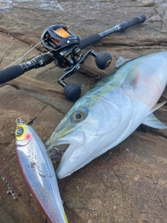 ヤズの釣果