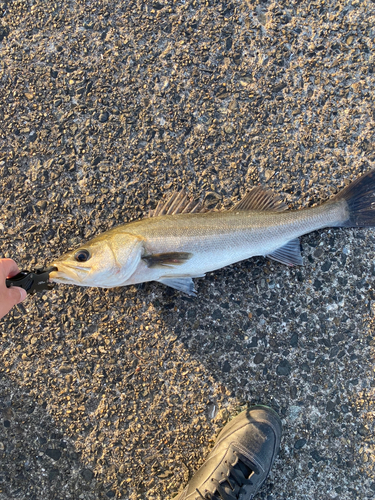 スズキの釣果