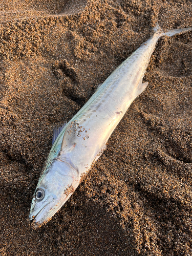 サゴシの釣果