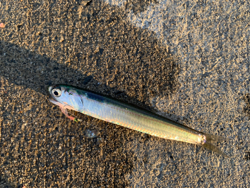 カタクチイワシの釣果