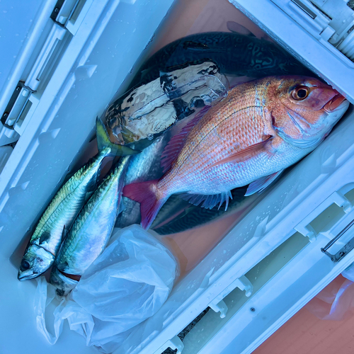 マダイの釣果