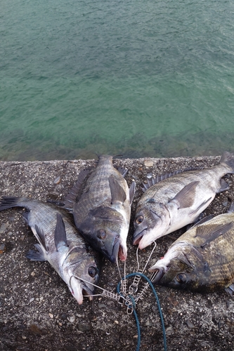 チヌの釣果