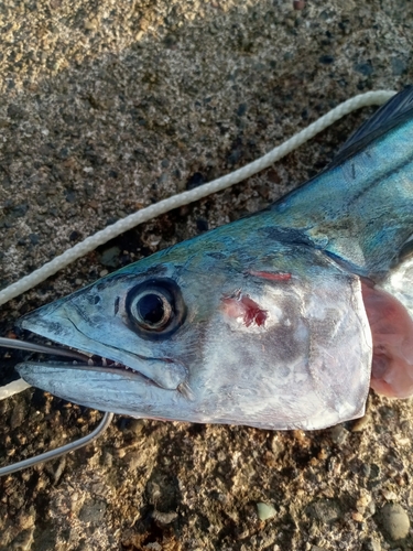 サゴシの釣果